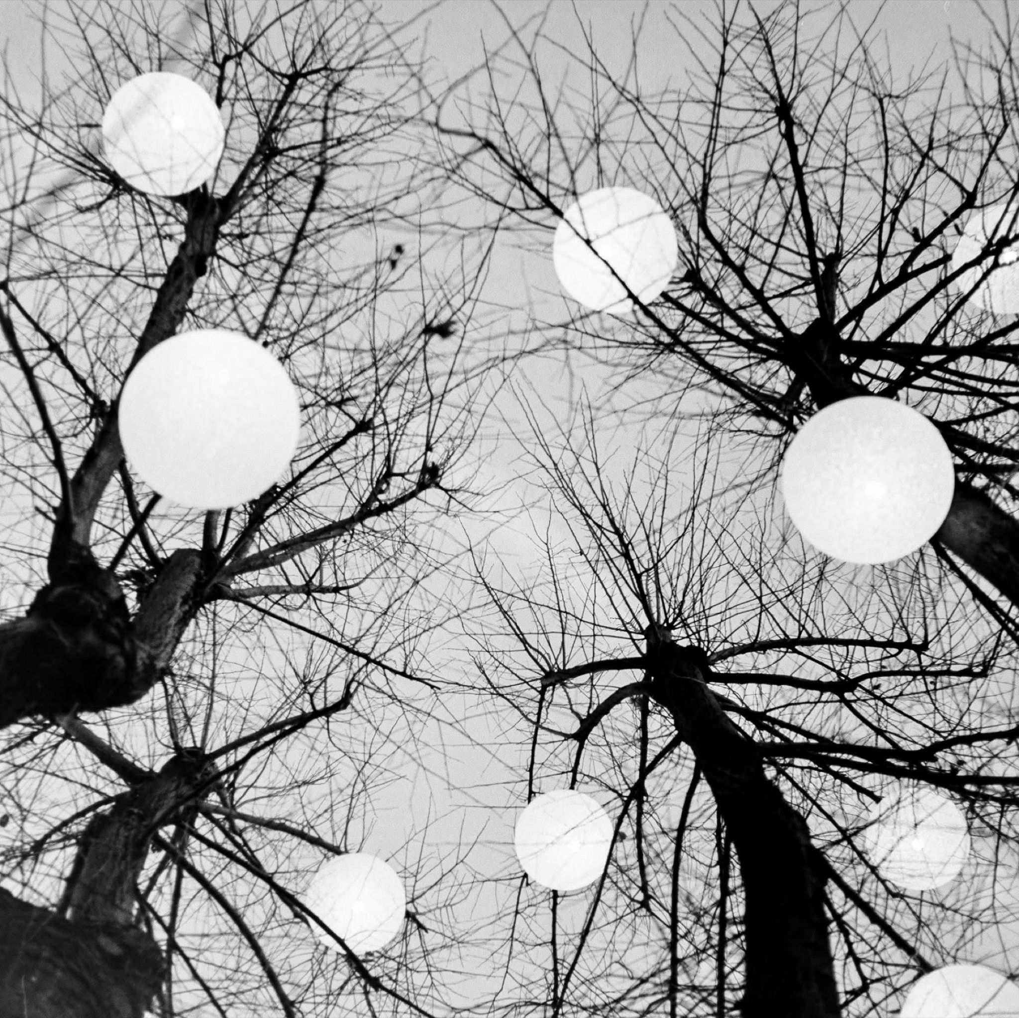 Rami spogli e sfere luminose osservati dal basso in bianco e nero